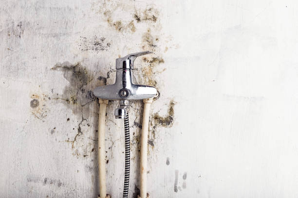 Best Local Mold Removal Service  in Sullivans Island, SC