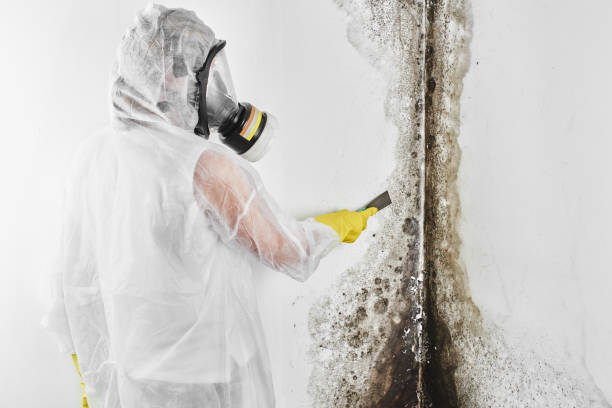 Best Attic Mold Removal  in Sullivans Island, SC