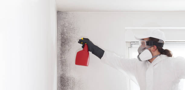 Best Professional Mold Removal  in Sullivans Island, SC